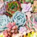 5 plantas suculentas ideales para principiantes