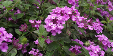 Lantana montevidensis: el arbusto rastrero con flores ideal para cubrir suelos y borduras