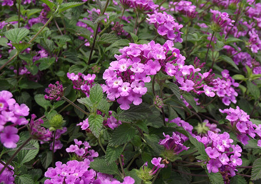 Lantana montevidensis: el arbusto rastrero con flores ideal para cubrir suelos y borduras