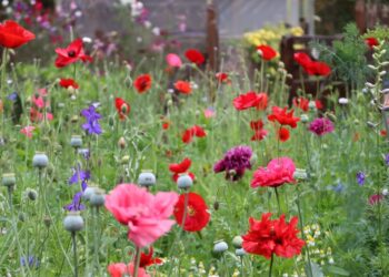 Secretos para tener una pradera repleta de flores en primavera