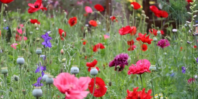 Secretos para tener una pradera repleta de flores en primavera