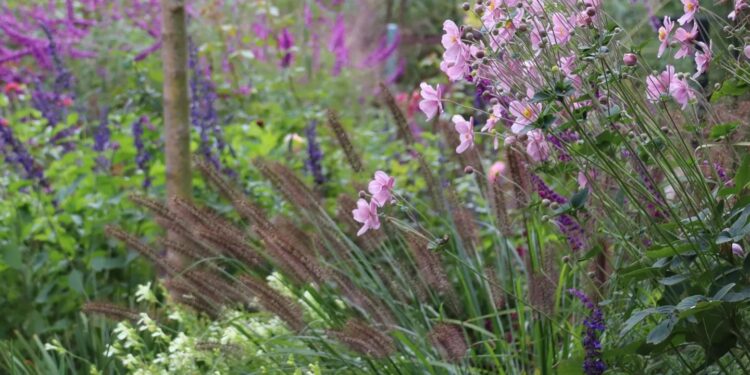 Cómo tener un cantero lleno de flores en pleno otoño