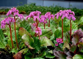 Hortensia de invierno (Bergenia cordifolia): la planta perfecta para decorar canteros en invierno