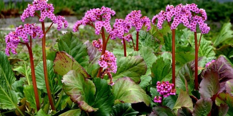 Hortensia de invierno (Bergenia cordifolia): la planta perfecta para decorar canteros en invierno