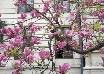 Magnolia liliflora: el árbol más delicado para darle vida a tus espacios exteriores