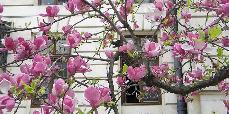 Magnolia liliflora: el árbol más delicado para darle vida a tus espacios exteriores