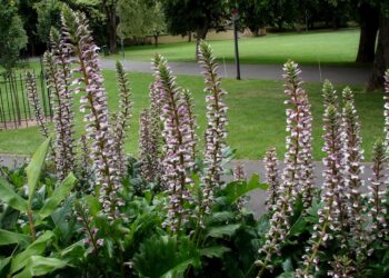 Lo que no sabías de la planta Cucaracha (Acanthus mollis) by Itasflowers