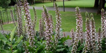 Lo que no sabías de la planta Cucaracha (Acanthus mollis) by Itasflowers