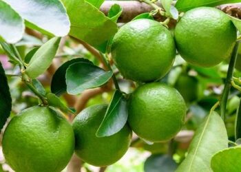 El cítrico más top: cómo cultivar y cuidar limas en casa