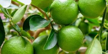 El cítrico más top: cómo cultivar y cuidar limas en casa