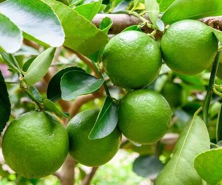 El cítrico más top: cómo cultivar y cuidar limas en casa