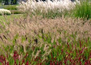 Gramíneas: el truco infalible para mantenerlas siempre en buen estado