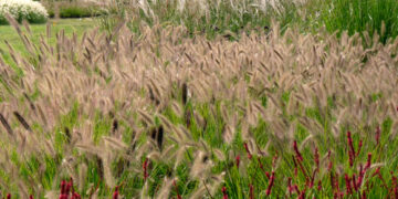 Gramíneas: el truco infalible para mantenerlas siempre en buen estado