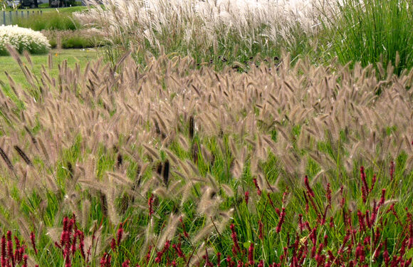 Gramíneas: el truco infalible para mantenerlas siempre en buen estado