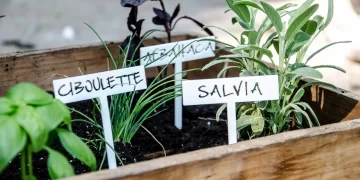 Aromáticas: por qué es tan importante tenerlas en la huerta