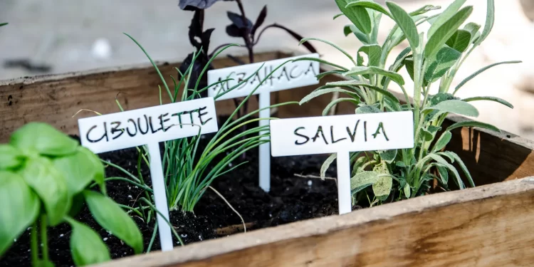 Aromáticas: por qué es tan importante tenerlas en la huerta