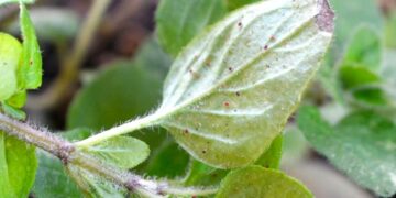 Araña roja en las plantas: cómo eliminarla y prevenir su aparición