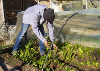 Huerta en casa: qué conviene sembrar en julio