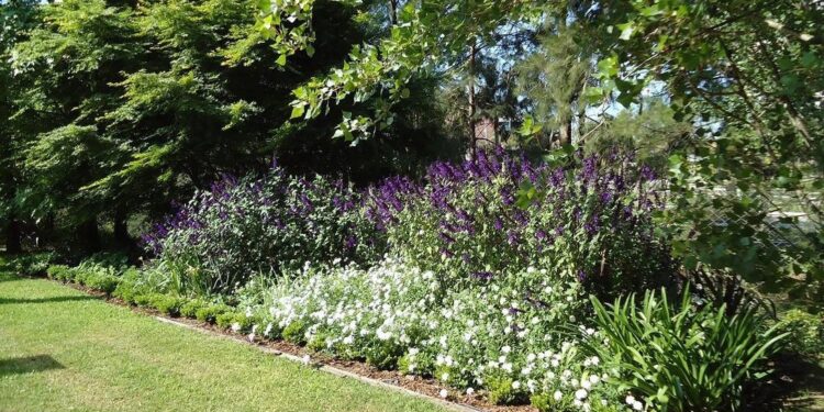 8 tips y más consejos para armar canteros armoniosos en casa