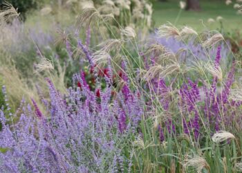 Paisajismo: cómo tener un buen criterio de diseño a la hora de elegir las plantas para el jardín