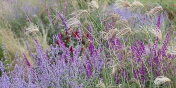 Paisajismo: cómo tener un buen criterio de diseño a la hora de elegir las plantas para el jardín