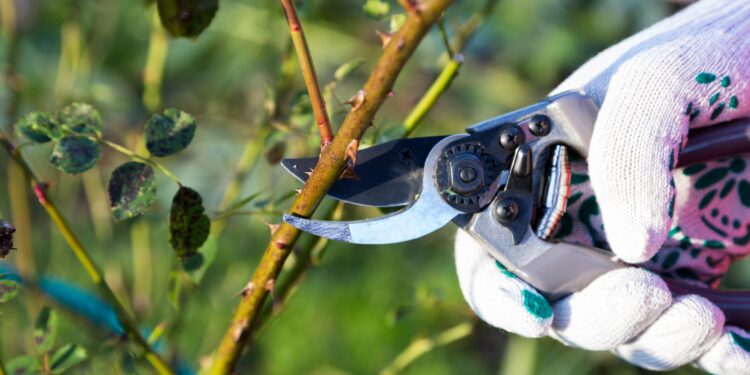 Poda de invierno: cómo podar árboles y arbustos