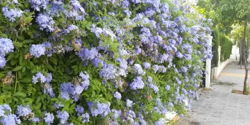 Jazmín del cielo (Plumbago auriculata): la planta de exterior que tiñe de azul patios y jardines