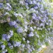 Jazmín del cielo (Plumbago auriculata): la planta de exterior que tiñe de azul patios y jardines