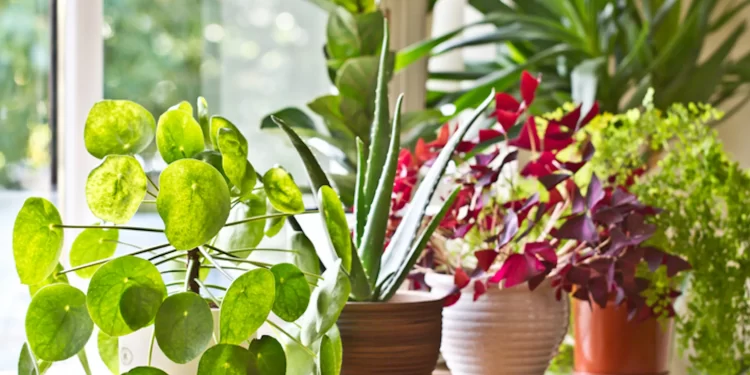 Las mejores plantas para atraer la abundancia y la buena suerte a tu casa