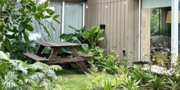 Las mejores plantas tropicales para decorar patios sombríos