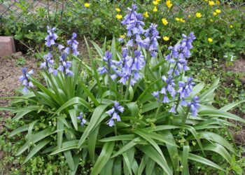 Jacinto del bosque (Hyacinthoides hispanica): una planta bulbosa con flores azules muy elegida para decorar los exteriores