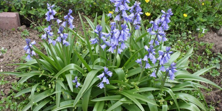 Jacinto del bosque (Hyacinthoides hispanica): una planta bulbosa con flores azules muy elegida para decorar los exteriores