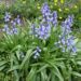 Jacinto del bosque (Hyacinthoides hispanica): una planta bulbosa con flores azules muy elegida para decorar los exteriores