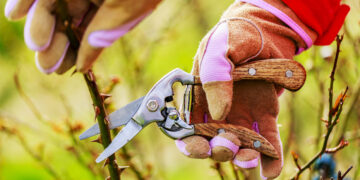 Poda de rosales: cuáles son las medidas de corte para cada variedad