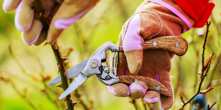 Poda de rosales: cuáles son las medidas de corte para cada variedad