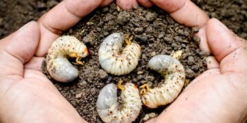 Cómo identificar y controlar los gusanos blancos en el jardín