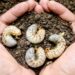 Cómo identificar y controlar los gusanos blancos en el jardín