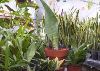 El mundo de las Sansevierias: tipos y cuidados (video)