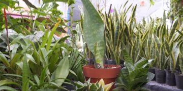 El mundo de las Sansevierias: tipos y cuidados (video)