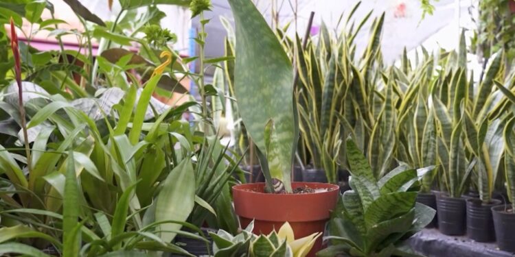 El mundo de las Sansevierias: tipos y cuidados (video)