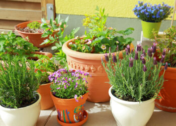 10 tips que no fallan para cultivar plantas en maceta