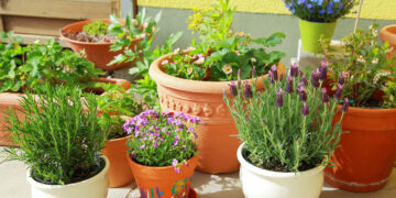 10 tips que no fallan para cultivar plantas en maceta