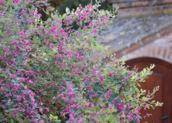 Lespedeza thunbergii: el arbusto con flor ideal para sembrar al lado de la pileta