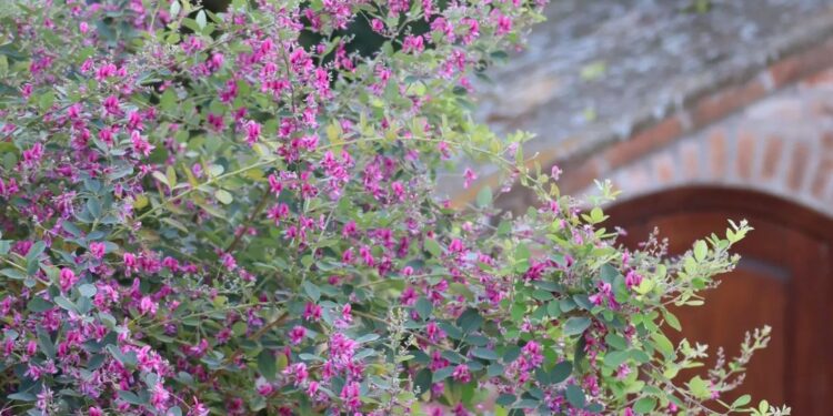 Lespedeza thunbergii: el arbusto con flor ideal para sembrar al lado de la pileta