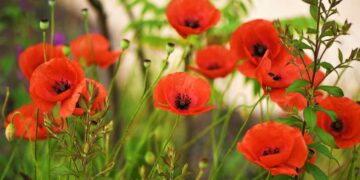 En video: cómo recolectar y sembrar semillas de Amapola