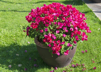 Santa Rita enana: la variedad ideal para decorar jardines chicos o balcones