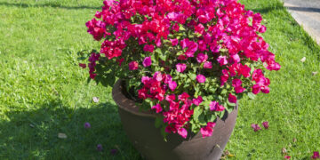 Santa Rita enana: la variedad ideal para decorar jardines chicos o balcones