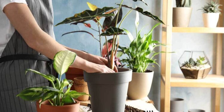 Secretos de cultivo: el tip infalible para que una planta recién plantada prospere (video)