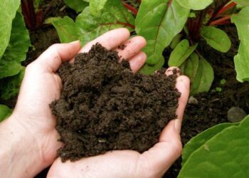 Secretos de cultivo: la importancia de elegir un buen sustrato para tus plantas (video)