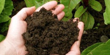 Secretos de cultivo: la importancia de elegir un buen sustrato para tus plantas (video)